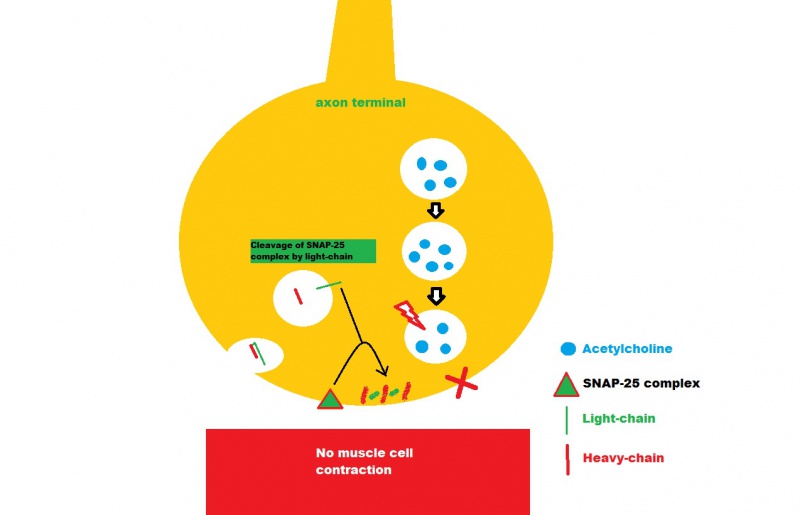 File:BTX MoA AAO.jpg
