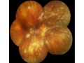 Thumbnail for version as of 11:54, June 17, 2012