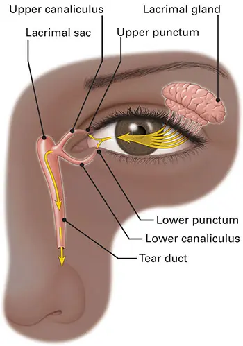 File:Tear-Drainage-System.webp