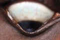 Thumbnail for version as of 13:26, May 10, 2023