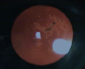 Thumbnail for version as of 15:16, January 26, 2014