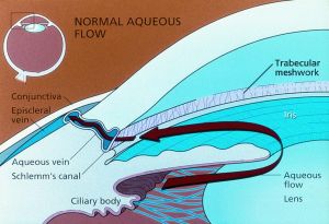 This figure illustrates flow of aqueous from the ciliary body, anteriorly through the pupil, and out through the trabecular meshwork and Schlemm's canal.