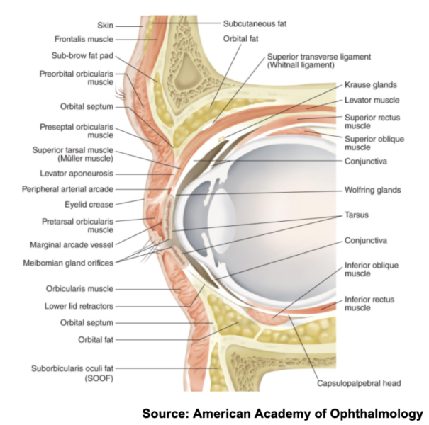 File:Eyelid Anatomy.png