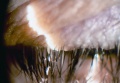 Thumbnail for version as of 11:01, November 29, 2014