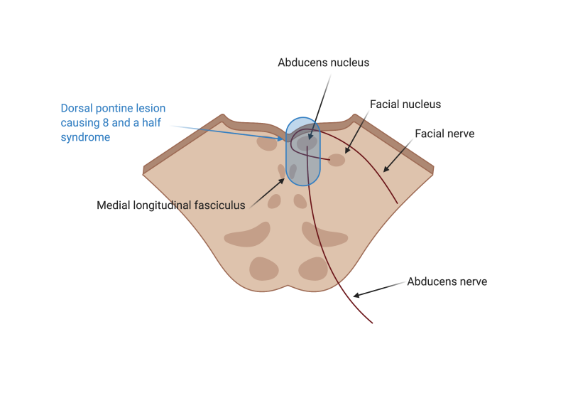 File:Pons.png