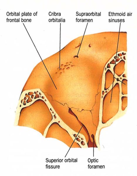 File:SOF image.jpg