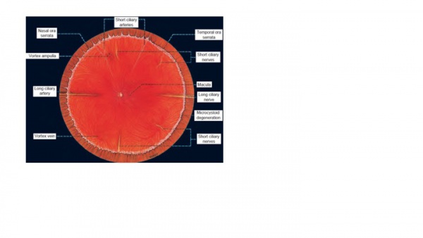 Smartphone Funduscopy - How to Use Smartphone to Take Fundus ...