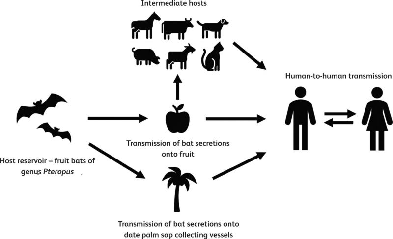 File:Transmission of Nipah Virus Diagram.jpg