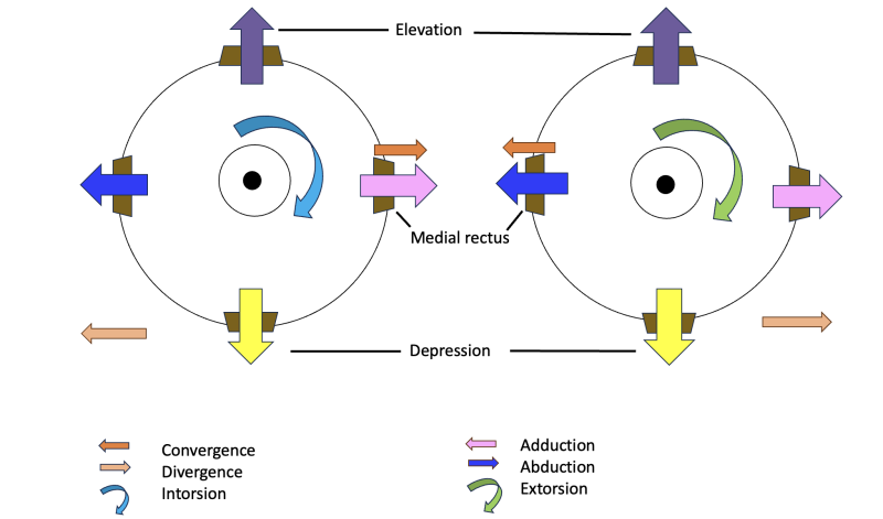 File:FIG6.png