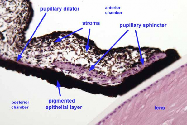 Basic Histology of the Eye and Accessory Structures - EyeWiki