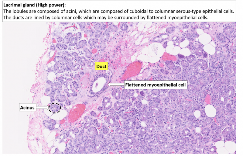 File:Normal Lacrimal Gland.png
