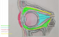 Thumbnail for version as of 18:59, June 1, 2021