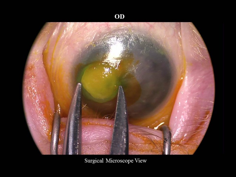 File:MHDSlide15.JPG
