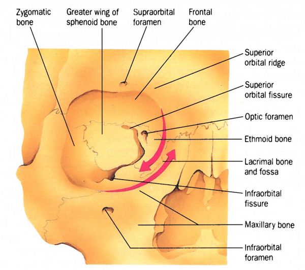 Bony Anatomy of the Orbit - EyeWiki