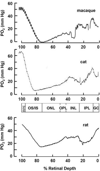File:Oxygen Profile - Linsenmeier.jpg