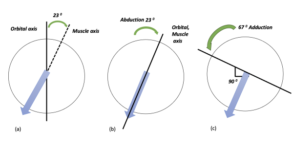 Extraocular Muscles - EyeWiki