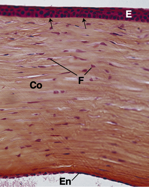 File:Cornea gartner.jpg