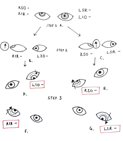 File:Figurex5.jpg