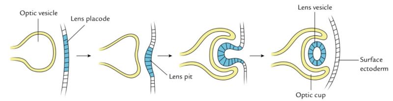 File:Lens vesicle formation.jpg