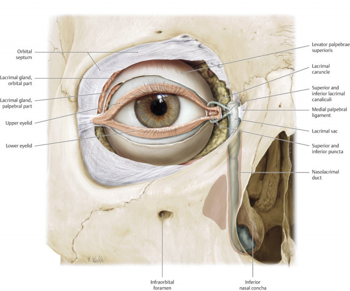 File:Anatomy image medial canthus.jpg