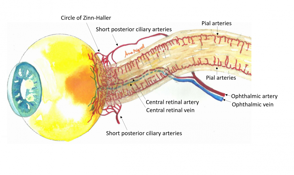 OCT-Angiography and Glaucoma - EyeWiki