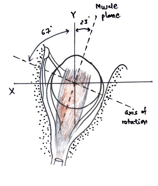 File:Figure x2.jpg