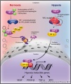 Thumbnail for version as of 13:36, November 24, 2012