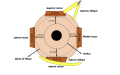 Thumbnail for version as of 00:13, May 31, 2023