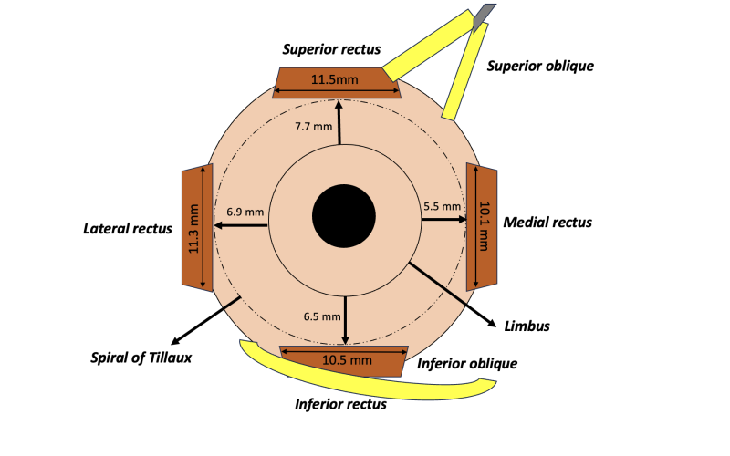 File:FIG 2.png