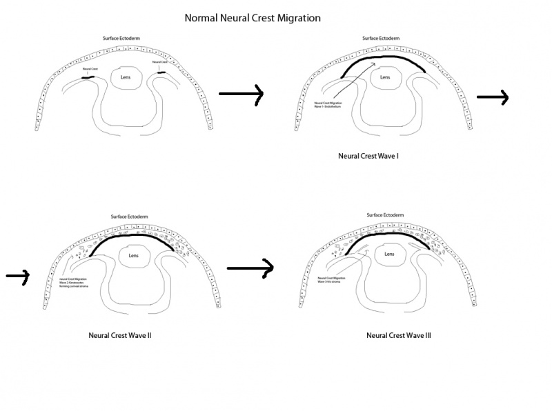 File:Neural Crest migration.jpg