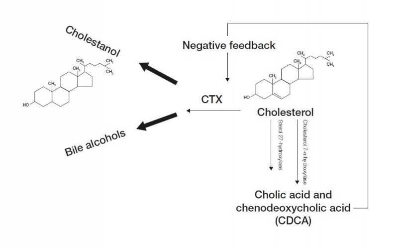 File:CTX figure 1.jpg