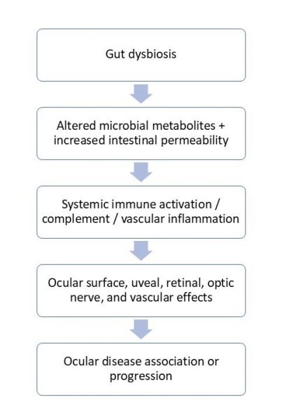File:Gut eye axis.jpg