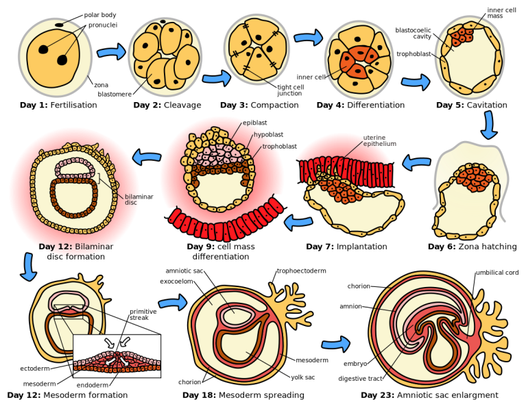 File:1200px-HumanEmbryogenesis.svg.png