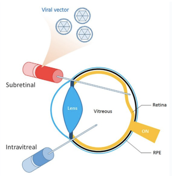 File:Viral Vectors.png